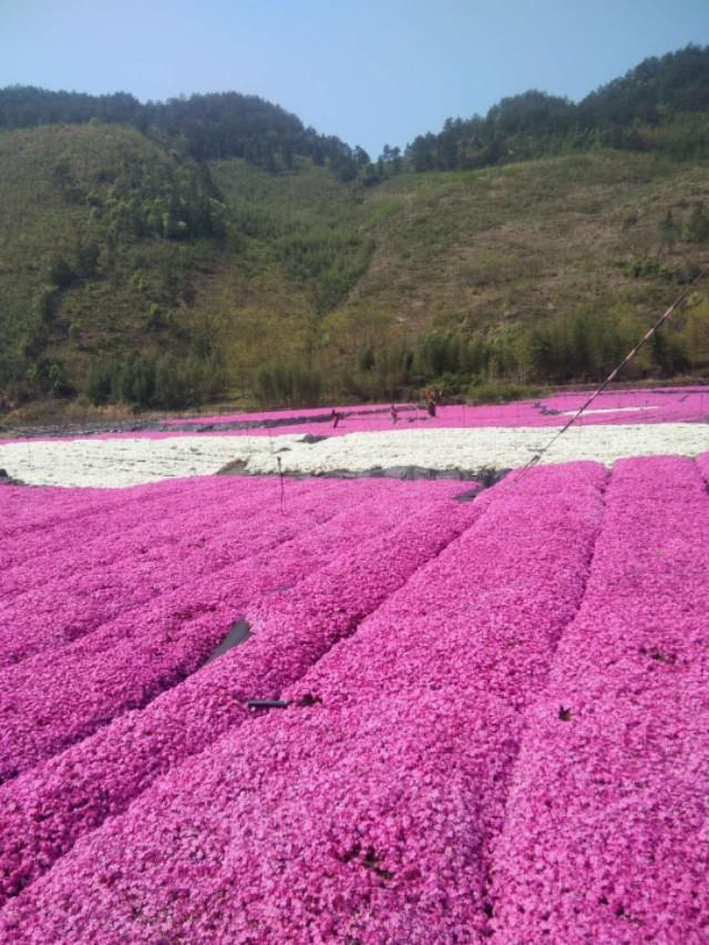 白果村新任领导引领村庄开启崭新篇章