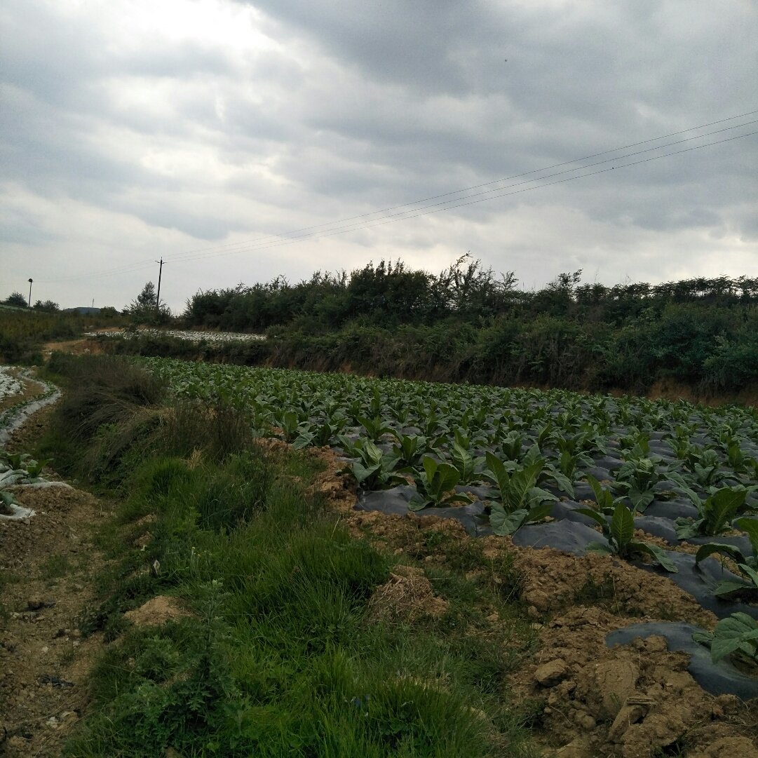 良教乡天气预报更新通知