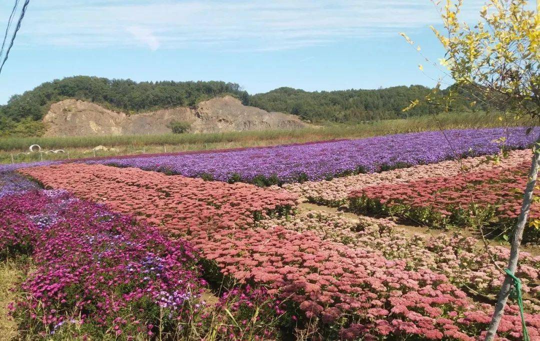 泰来县苗圃新项目，绿色发展的探索与实践