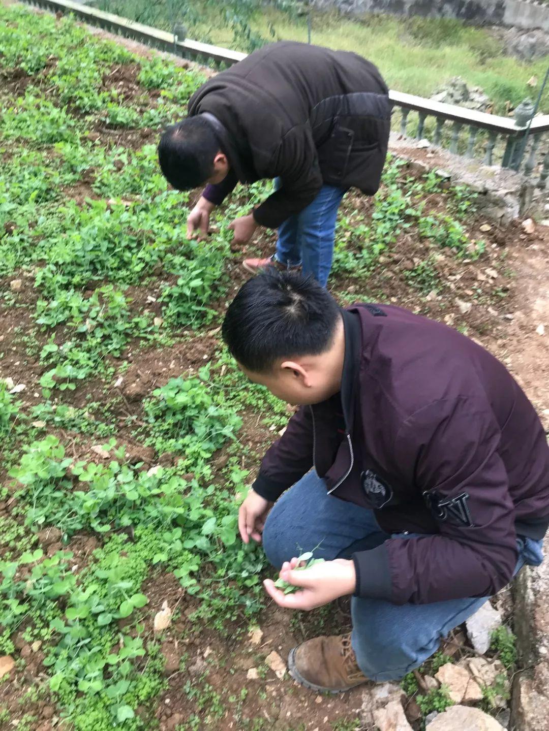 安龙县小学未来发展规划概览