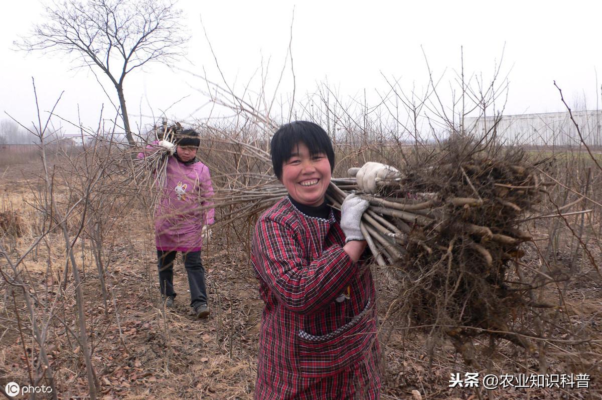 第一苗圃新项目引领绿色革命，开启生态繁荣新篇章